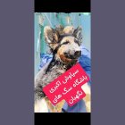 سگ توله ژرمن تا روزه جفت در گروه سگ و گربه در یکمیوه