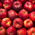 سیب سرخ اشنویه در آذربایجان غربی
