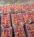 هلو زعفرانی ارومیه در آذربایجان غربی