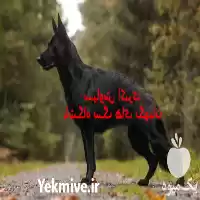 قیمت خرید سگ ژرمن بلک 2024 در کرج در گروه سگ و گربه در یکمیوه