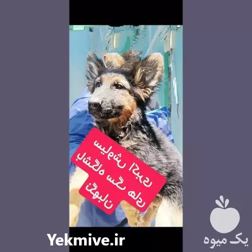 قیمت خرید سگ توله ژرمن تا در کرج در گروه سگ و گربه در یکمیوه -عکس1
