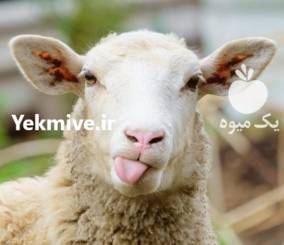 فروش آلایش گوسفند و گوساله در گروه گاو و گوسفند و میش و بز کهره گوساله در یکمیوه -عکس1