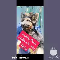 قیمت خرید سگ توله ژرمن تا در کرج در گروه سگ و گربه در یکمیوه