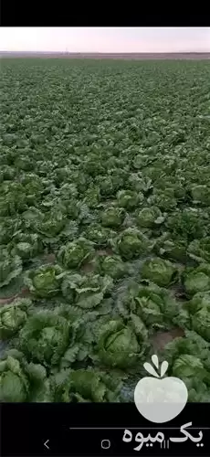 فروش عمده کاهو پیچ در گروه خرید و فروش کاهو در یکمیوه -عکس1