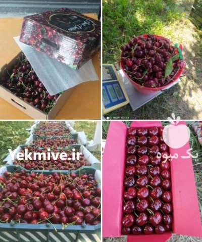 گیلاس تکدانه اشنویه در گروه خرید و فروش گیلاس در یکمیوه -عکس2