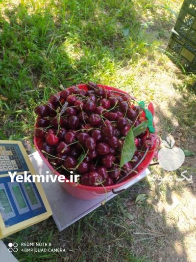 گیلاس تکدانه اشنویه در گروه خرید و فروش گیلاس در یکمیوه -عکس3