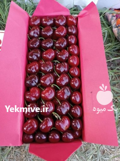 گیلاس تکدانه اشنویه در گروه خرید و فروش گیلاس در یکمیوه -عکس4