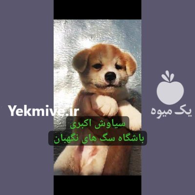 سگ آکیتا ژاپنی اصیل توله سگ در کرج در گروه سگ و گربه در یکمیوه -عکس1