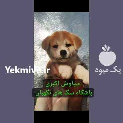 سگ آکیتا ژاپنی اصیل توله سگ در کرج در گروه سگ و گربه در یکمیوه -عکس2