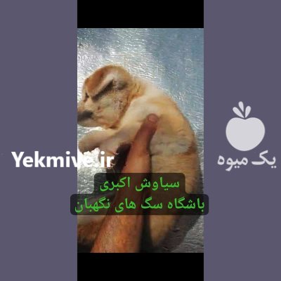 سگ آکیتا ژاپنی اصیل توله سگ در کرج در گروه سگ و گربه در یکمیوه -عکس3