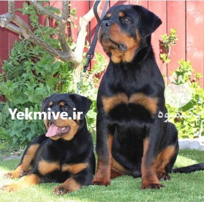 فروش سگ روتوایلر توله و بالغ در تهران در گروه سگ و گربه در یکمیوه -عکس2