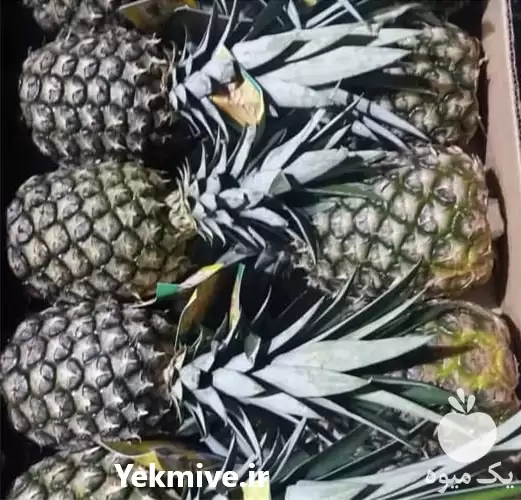 قیمت خرید انواع میوه های در سنندج در گروه خرید و فروش نارگیل آناناس در یکمیوه -عکس1