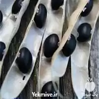 قیمت خرید لوبیا سیاه عمده در کرج در گروه خرید و فروش غلات و حبوبات در یکمیوه