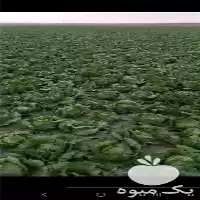 فروش عمده کاهو پیچ در گروه خرید و فروش کاهو در یکمیوه
