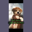 سگ آکیتا ژاپنی اصیل توله سگ در کرج در گروه سگ و گربه در یکمیوه