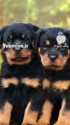 فروش سگ روتوایلر توله و بالغ در تهران در گروه سگ و گربه در یکمیوه