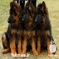 قیمت خرید توله ژرمن شپرد شولاین در کرج در گروه سگ و گربه در یکمیوه