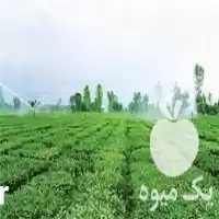 قیمت خرید تهیه یونجه در گروه خوراک دام و طیور در یکمیوه