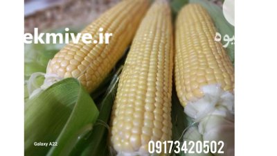 ذرت مکزیکی مسنجر در دوگنبدان در کهگیلویه و بویراحمد در گروه خرید و فروش ذرت در یکمیوه -عکس1