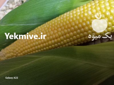 ذرت مکزیکی مسنجر در دوگنبدان در کهگیلویه و بویراحمد در گروه خرید و فروش ذرت در یکمیوه -عکس2