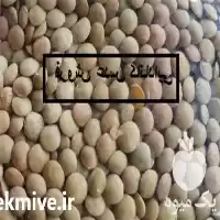 قیمت خرید عدس کانادایی اصل قیمت در تهران در گروه خرید و فروش غلات و حبوبات در یکمیوه