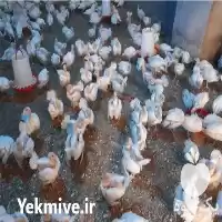 قیمت خرید جوجه بوقلمون ده روزه در تهران در گروه مرغ و خروس و بوقلمون و اردک قو قاز در یکمیوه