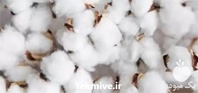 خرید و فروش پنبه در گروه خرید و فروش گیاهان صنعتی در یکمیوه -عکس1