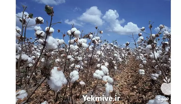 فروش کنجاله پنبه دانه در کلیه در گروه خرید و فروش گیاهان صنعتی در یکمیوه -عکس1