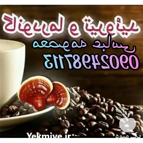 فروش پخش عمده قارچ گانودرما در کرمانشاه در گروه خرید و فروش قارچ در یکمیوه -عکس1