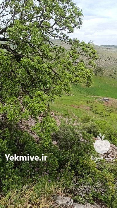 گیلاس تک دانه در ارومیه در گروه خرید و فروش گیلاس در یکمیوه -عکس1