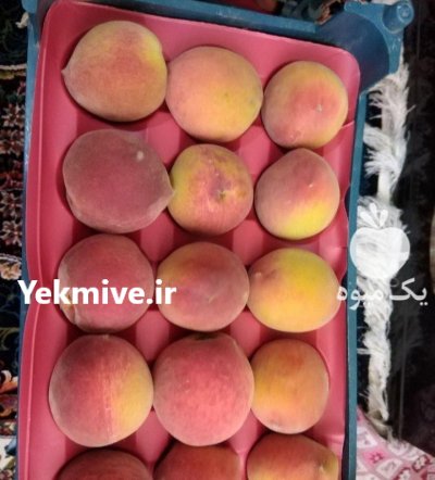 عرضه مستقیم زردآلو و هندوانه و هلو در تهران در گروه خرید و فروش زردآلو در یکمیوه -عکس4