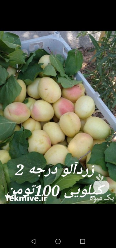 عرضه مستقیم زردآلو و هندوانه و هلو در تهران در گروه خرید و فروش زردآلو در یکمیوه -عکس2
