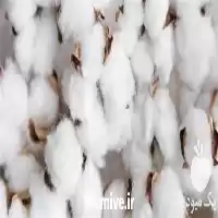 خرید و فروش پنبه در گروه خرید و فروش گیاهان صنعتی در یکمیوه