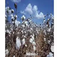 فروش کنجاله پنبه دانه در کلیه در گروه خرید و فروش گیاهان صنعتی در یکمیوه