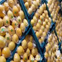 قیمت خرید انواع مرکبات صادراتی در شیراز در گروه خرید و فروش لیمو شیرین در یکمیوه