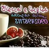 فروش پخش عمده قارچ گانودرما در کرمانشاه در گروه خرید و فروش قارچ در یکمیوه