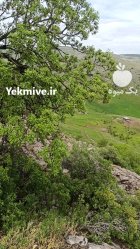 گیلاس تک دانه در ارومیه در گروه خرید و فروش گیلاس در یکمیوه