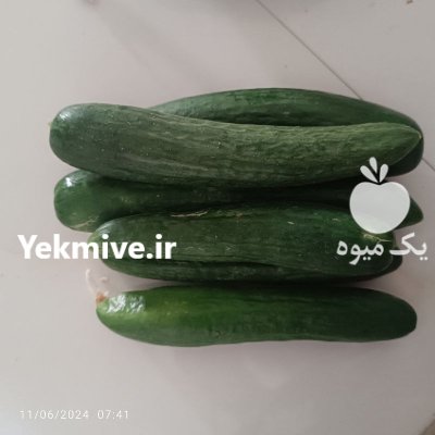 خیار بوته ای در مشهد در گروه خرید و فروش خیار در یکمیوه -عکس1