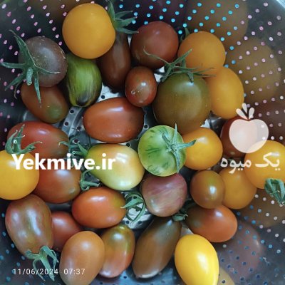 گوجه چری رنگی در گروه خرید و فروش گوجه فرنگی در یکمیوه -عکس2