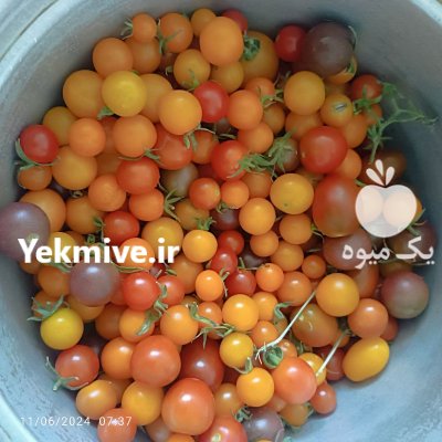 گوجه چری رنگی در گروه خرید و فروش گوجه فرنگی در یکمیوه -عکس3