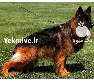 فروش سگ ژرمن شپرد موبلند در گروه سگ و گربه در یکمیوه -عکس1