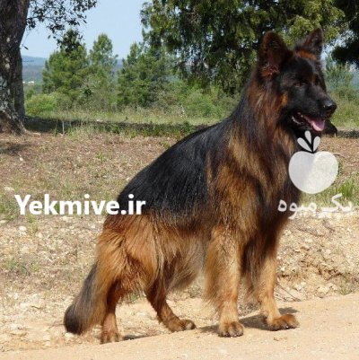 فروش سگ ژرمن شپرد موبلند در گروه سگ و گربه در یکمیوه -عکس3