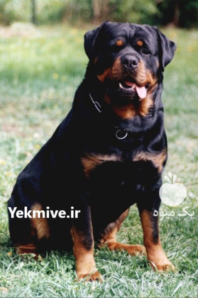 فروش سگ روتوایلر اروپایی امریکایی در کمال شهر در گروه سگ و گربه در یکمیوه -عکس1