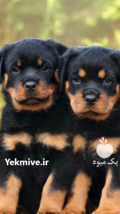 فروش سگ روتوایلر اروپایی امریکایی در کمال شهر در گروه سگ و گربه در یکمیوه -عکس2