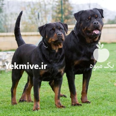 فروش سگ روتوایلر اروپایی امریکایی در کمال شهر در گروه سگ و گربه در یکمیوه -عکس3