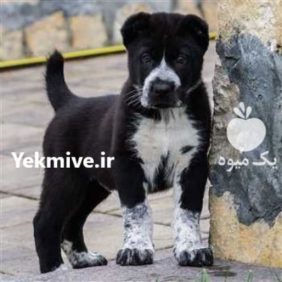 فروش سگ سرابی در گروه سگ و گربه در یکمیوه -عکس3