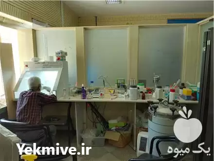 آموزش تئوری و عملی کشت بافت در گروه دوره آموزش کشاورزی در یکمیوه -عکس1