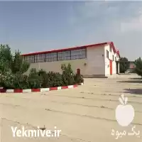 فروش تخم و جوجه بلدرچین کشتار روز در گروه انواع تخم ها در یکمیوه