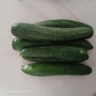 خیار بوته ای در مشهد در گروه خرید و فروش خیار در یکمیوه