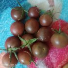 گوجه چری رنگی در گروه خرید و فروش گوجه فرنگی در یکمیوه